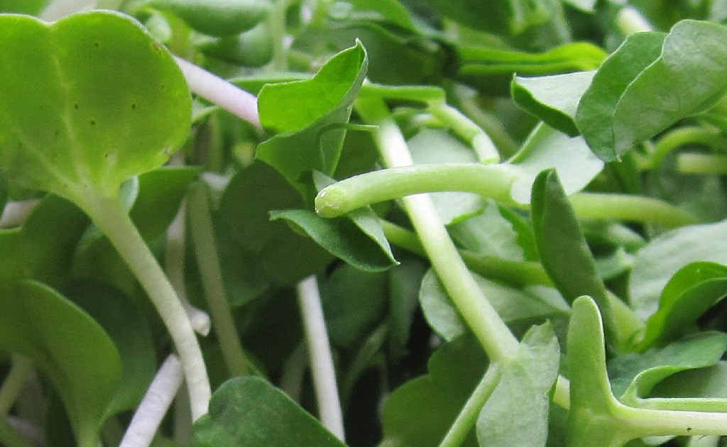 Radish and pea sprouts. Radish and pea sprouts.